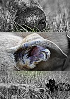 /album/photos/a134090-3709801356502-589686426-o-jpg/